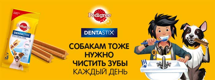 Собакам тоже нужно чистить зубы каждый день
